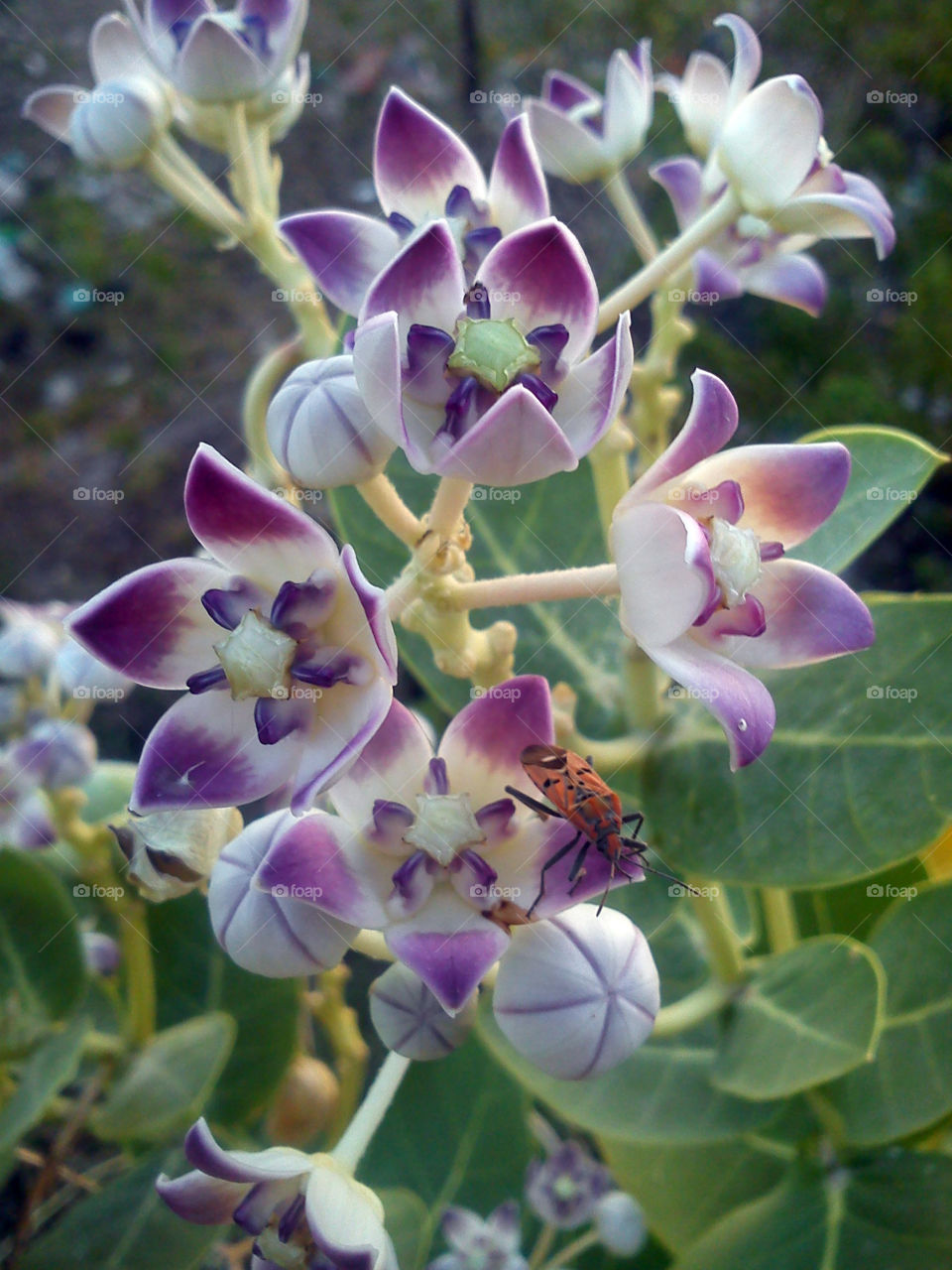 A insect pollinating on flower