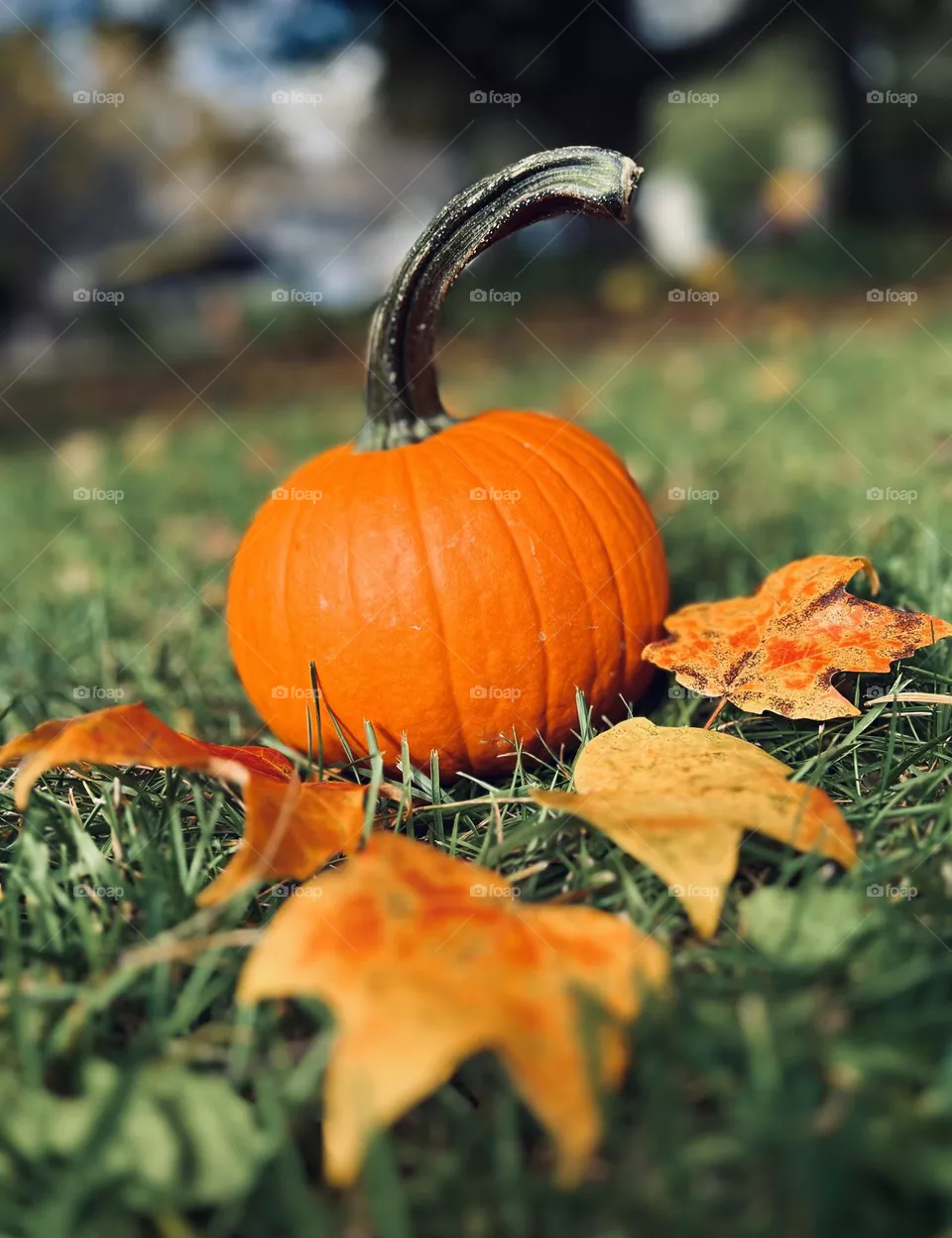 Pumpkin and maples 