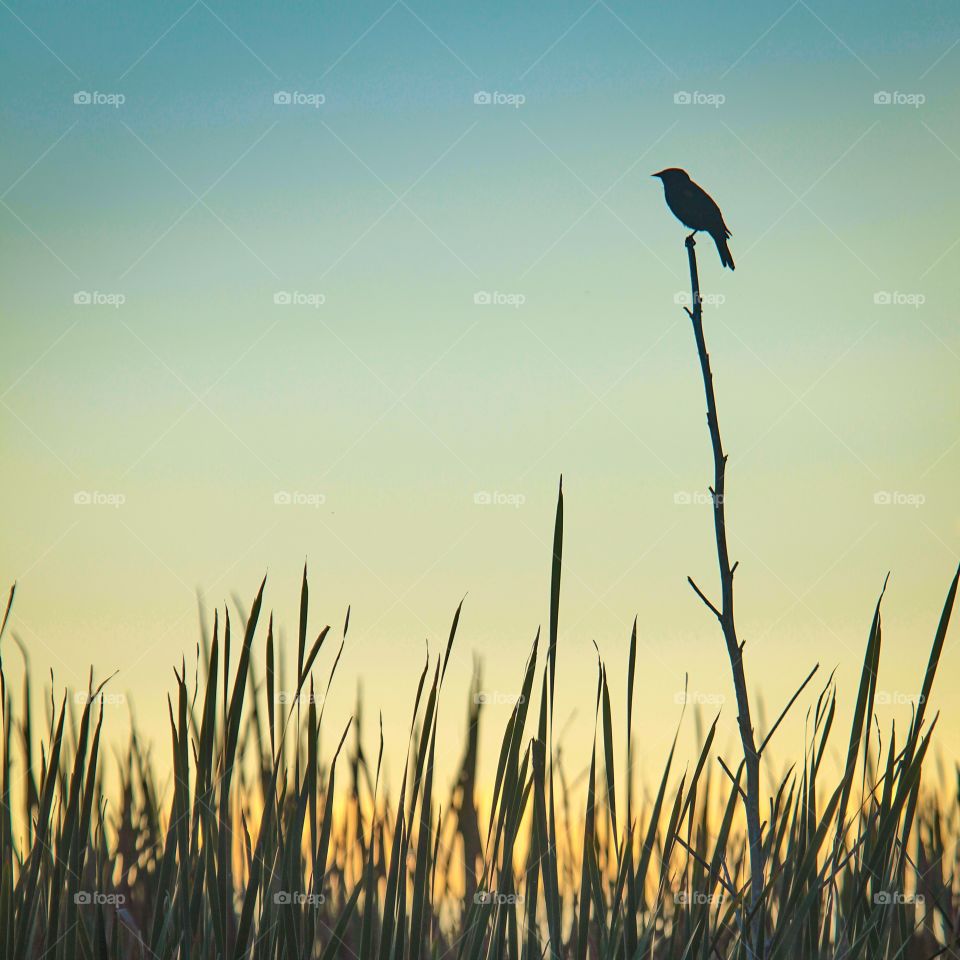 Bird Silhouette. Golden hour~ near Lake Apopka, FL