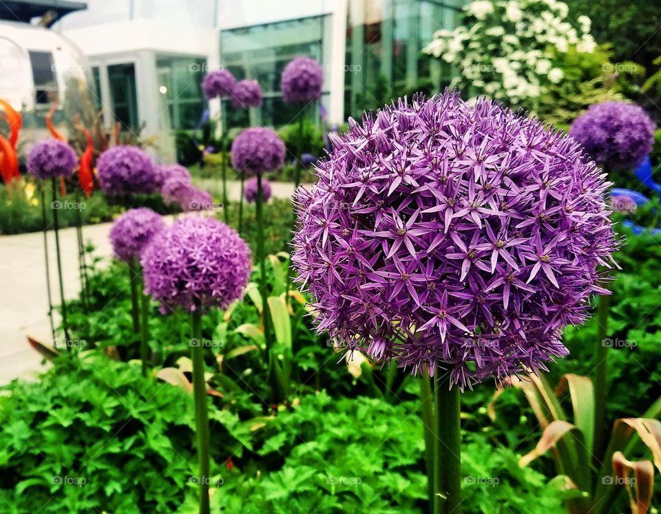 Allium Bulbs, They are a great alternative to tulips, helping to fill the gap between spring and summer, and able to multiply year after year   