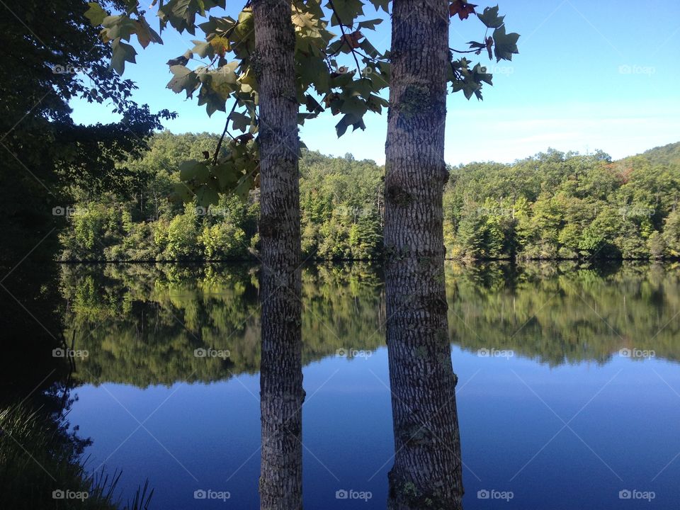 Two trees with a view. View from the lake side 