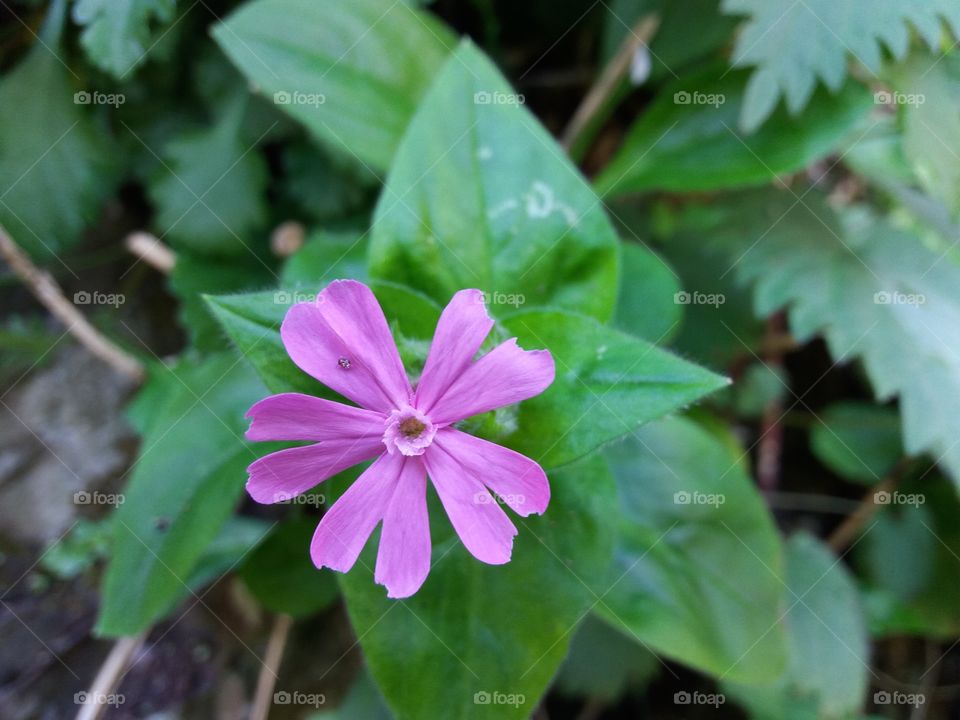 Nature, No Person, Flora, Summer, Leaf