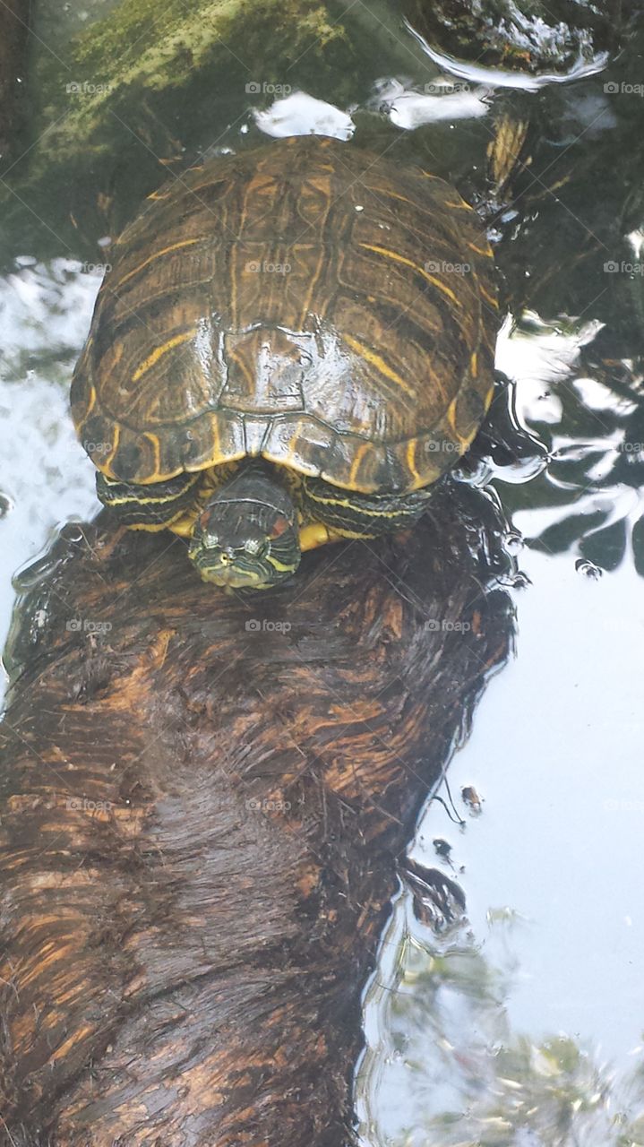Turtle on log. bird park in florida