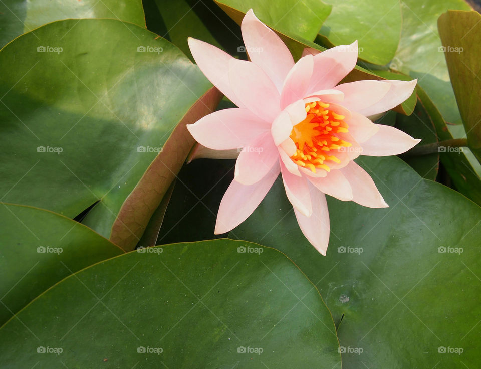 High angle view of lotus flower