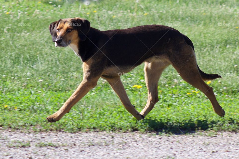 A mixed-breed dog runs along a gravel road next to a grassy field on a sunny day