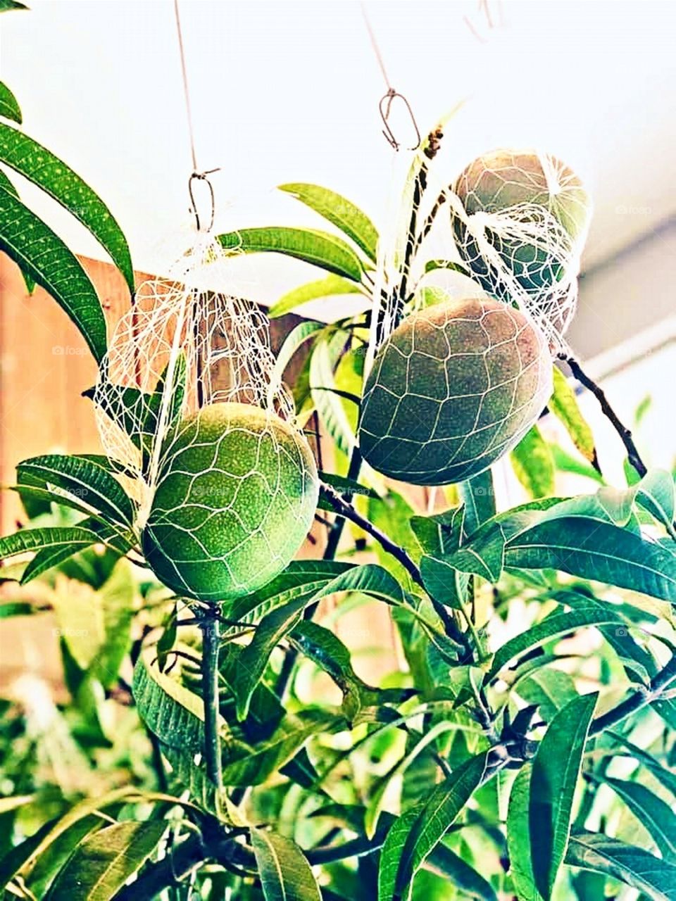 Hanging Mangoes Inside the House