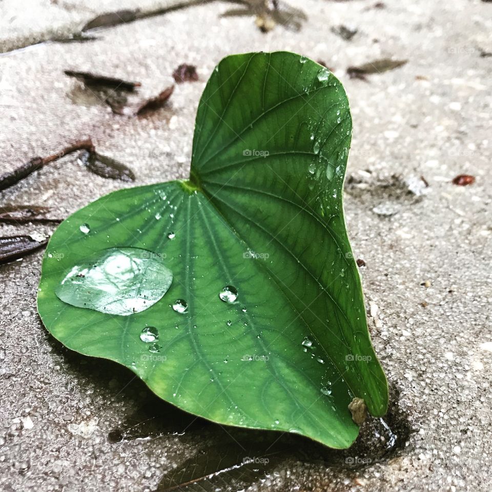 Drop of rain in a green leaf
