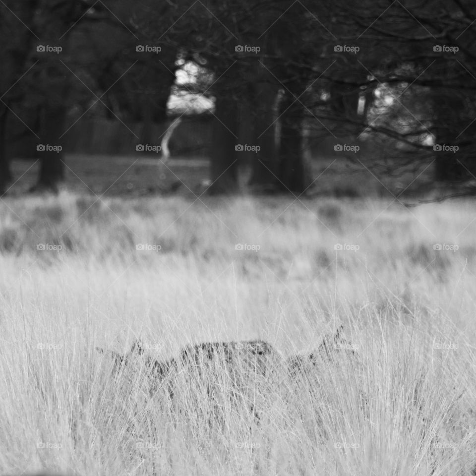 A beautiful deer in the park. Richmond park in London. Sweet animal portrait.