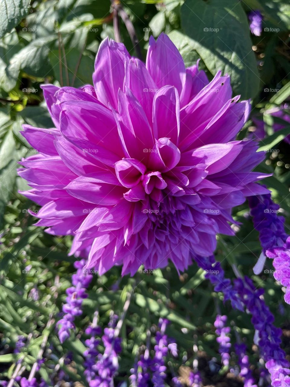 Dahlia - beautiful, and striking in appearance, is a delightful addition to any garden. 