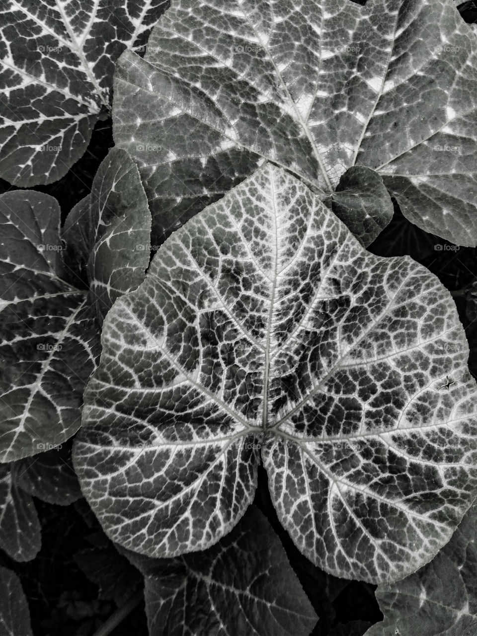 pumpkin plant silver leaves