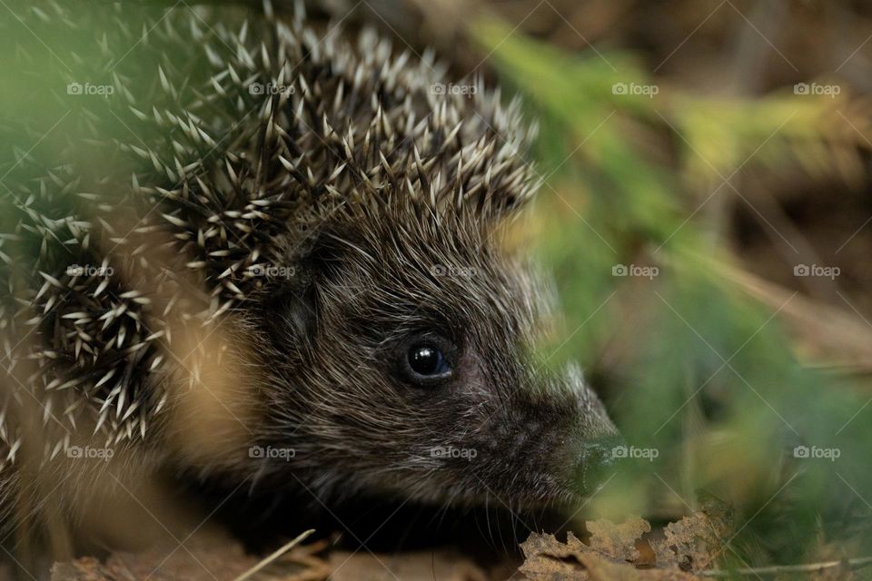 Hedgehog 