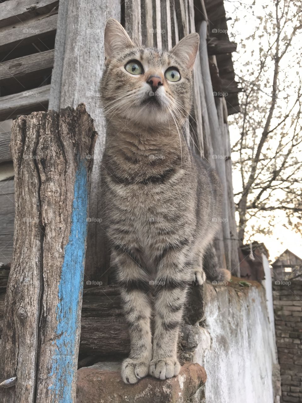 The domestic gray cat with black stripes looking into the distance.