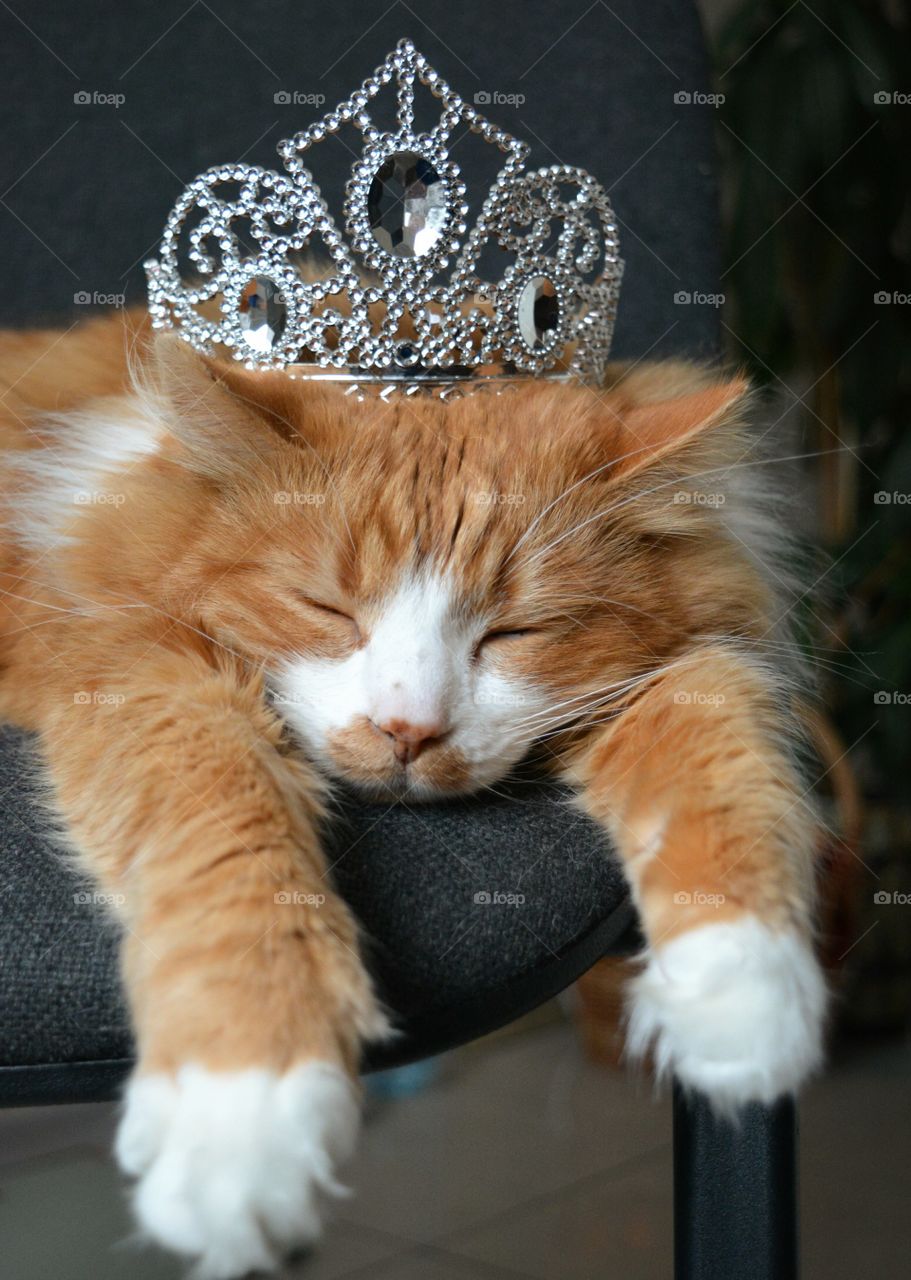 cat with silver crown sleep