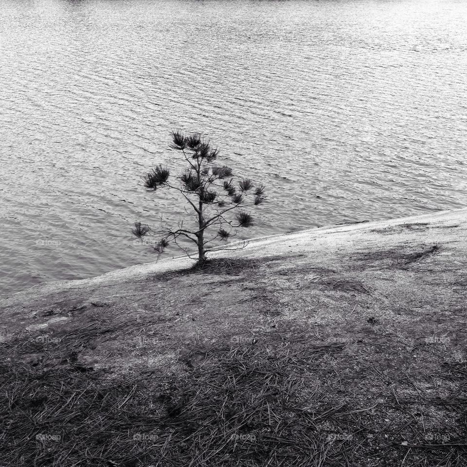 Tree With Lake