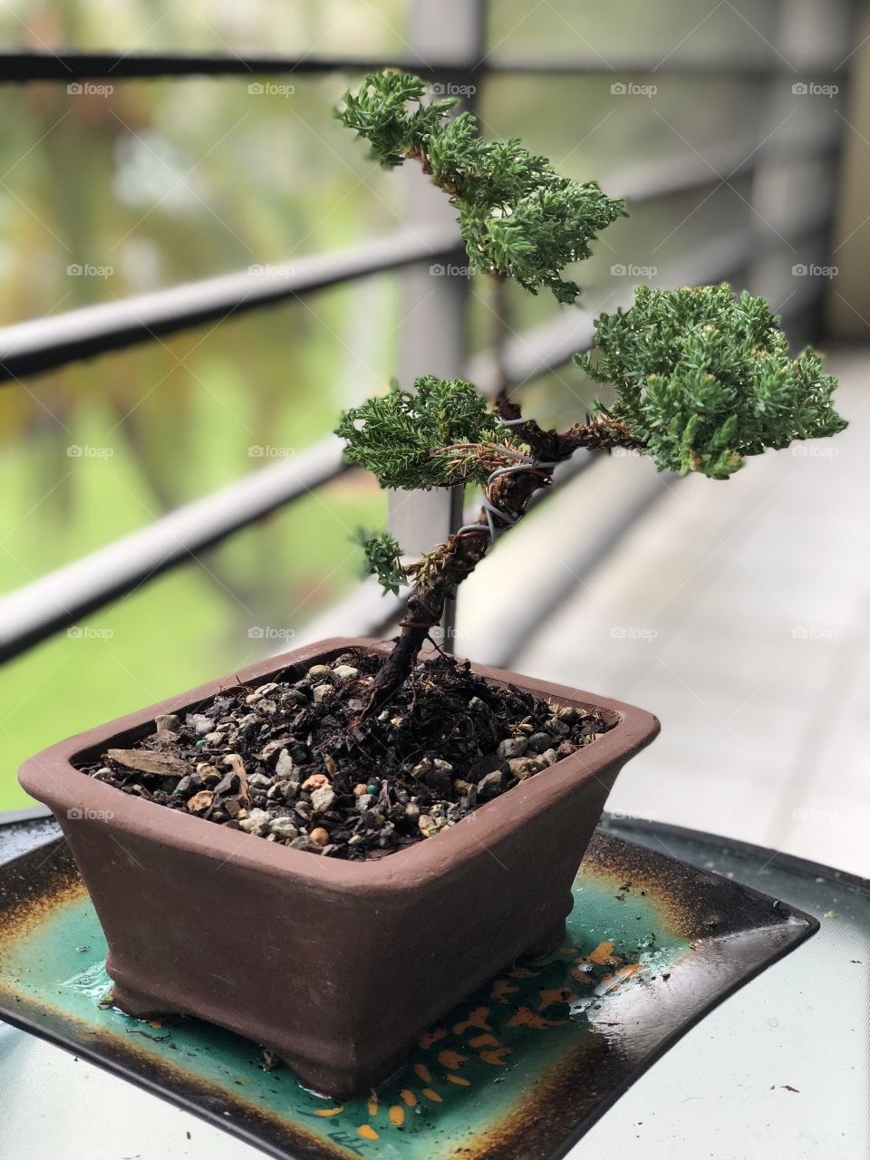 Bonsai 