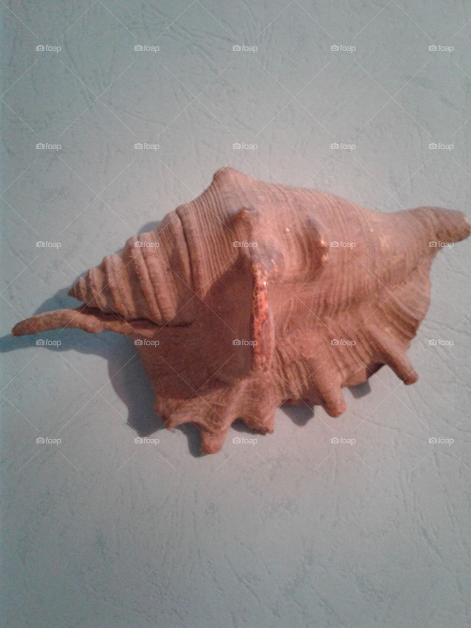 sea shell _ very old