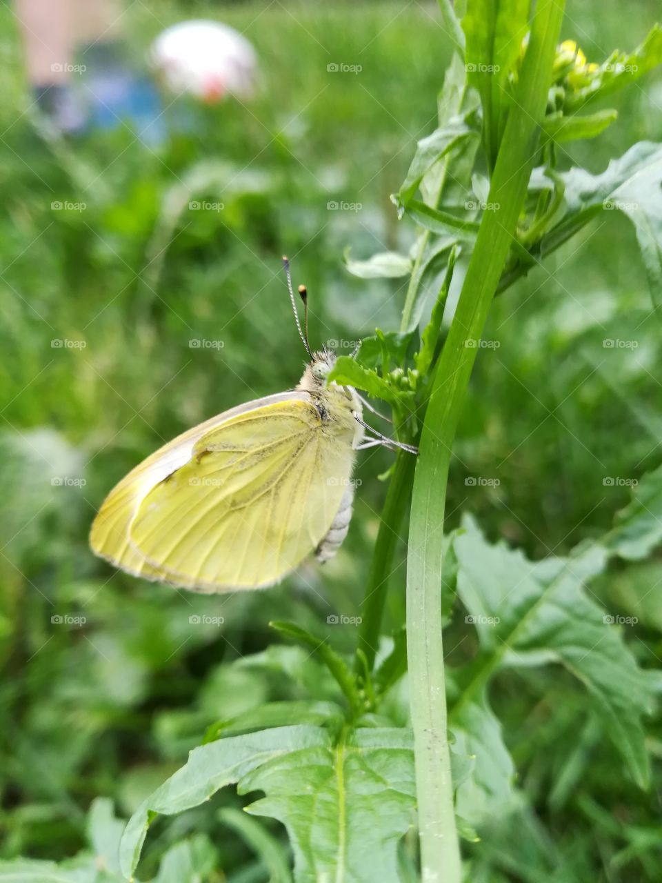 Cabbage Butterfly