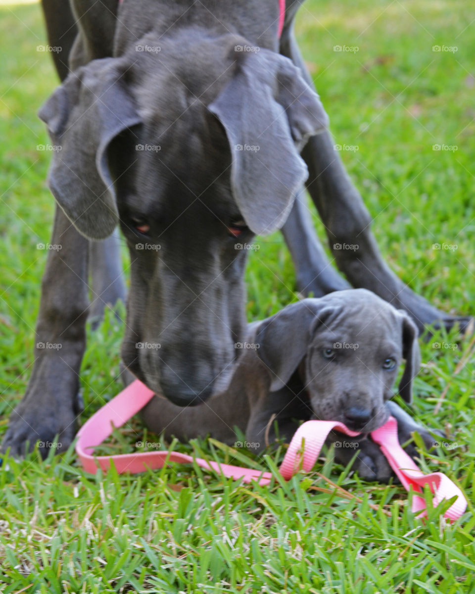 Dog giving protection to puppy