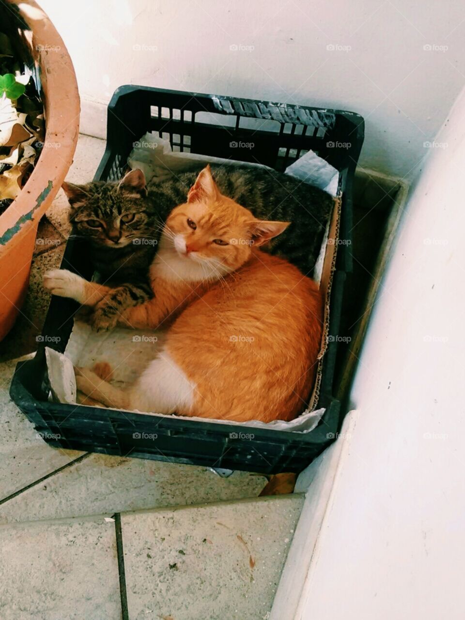 Love needs no luxury, and follows no rules. 
Our family cat in love with a stray. ❤