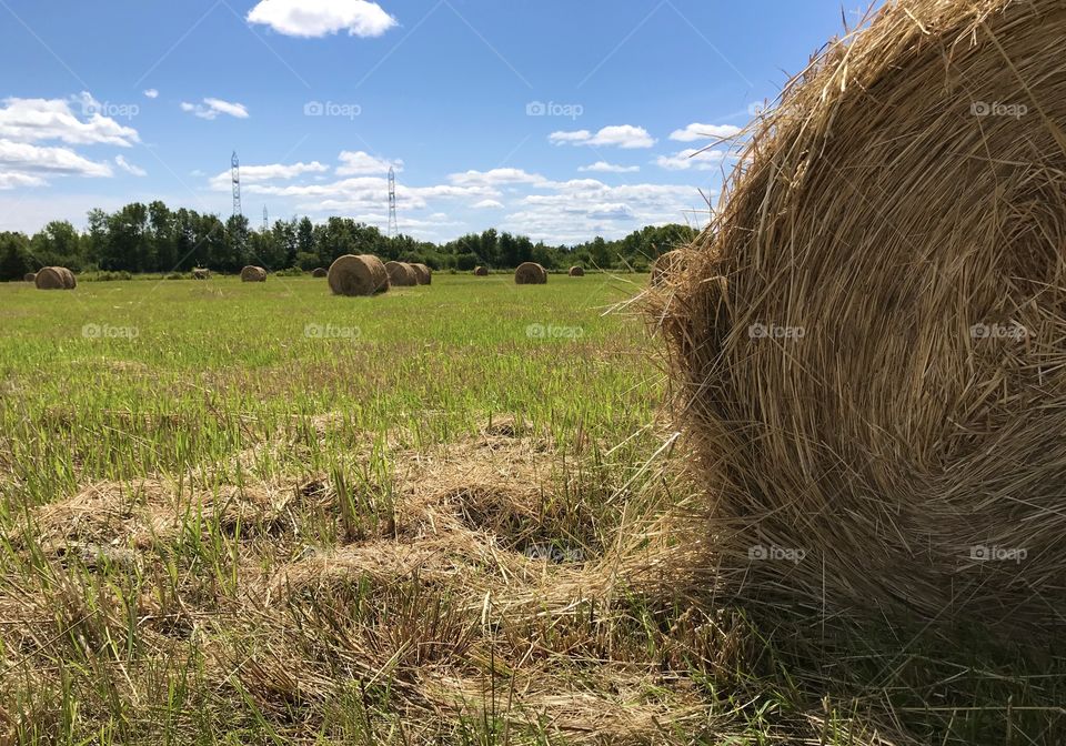 Field of hay bales 