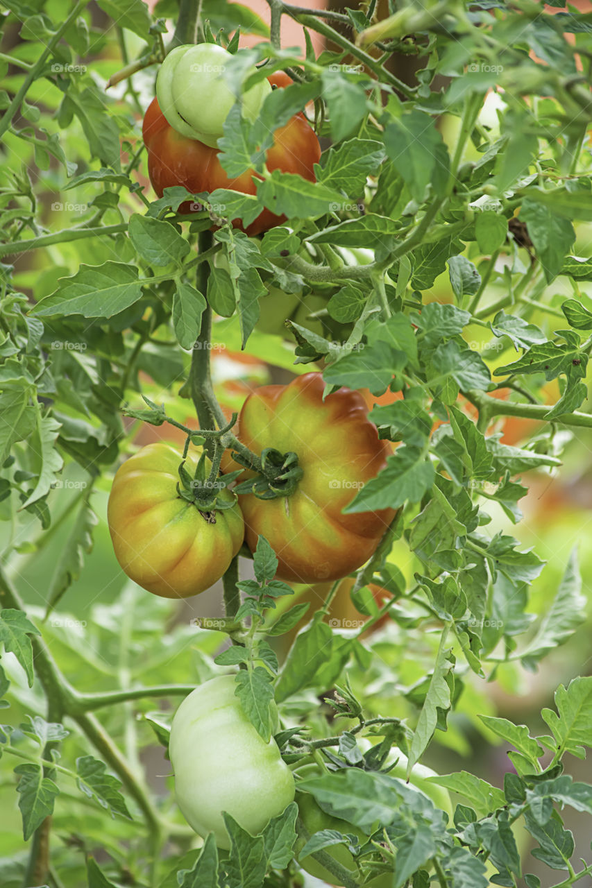 Bright red tomatoes on many trees in the garden.