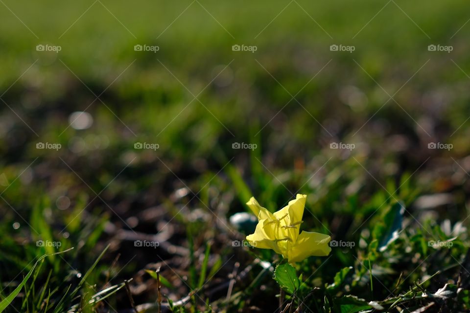 A yellow flower