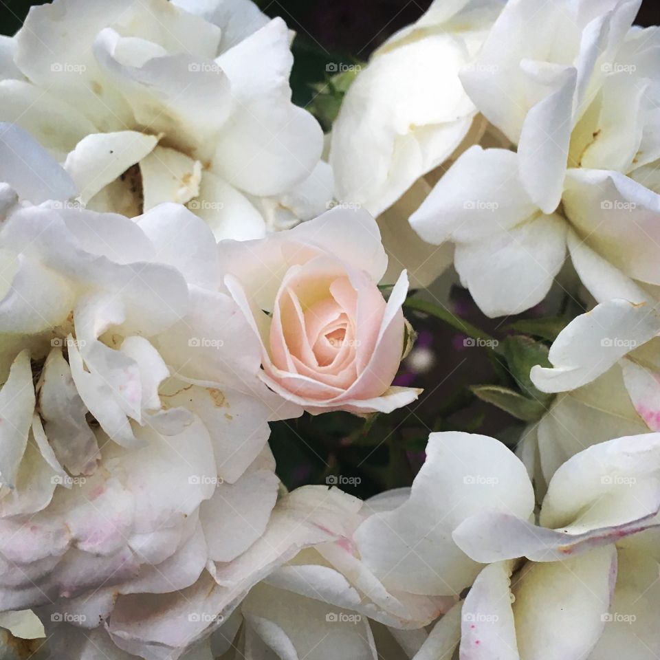 #Flores do nosso #jardim, onde nós alongamos e relaxamos pós-treino. Hoje, o clique é das mini-rosas brancas. Antes de desabrocharem, os botões são levemente de cor “salmão”, como aqui retratados: