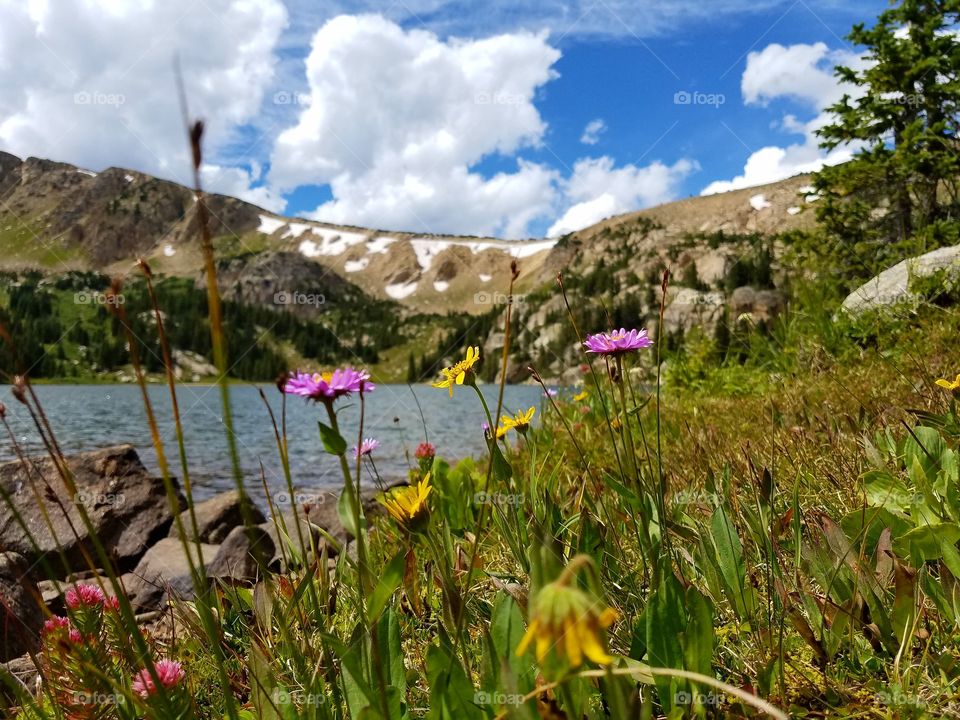 wildflowers in the mountains Colorado