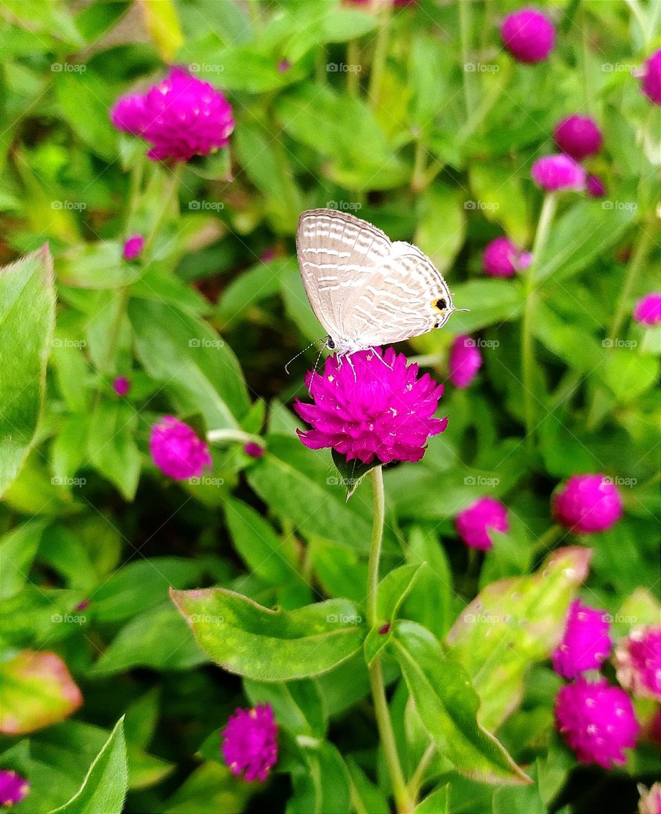 Butterfly sitting on 🌸