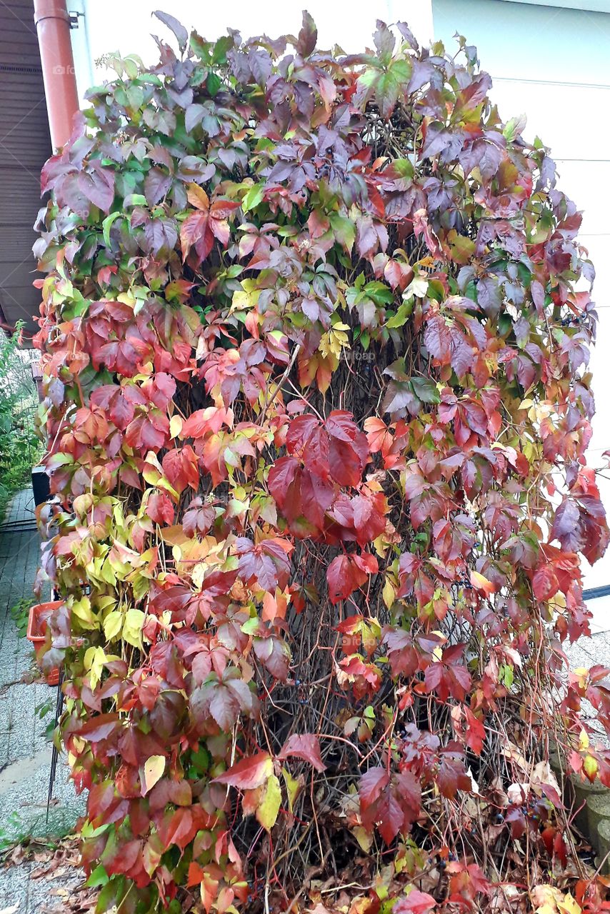 autumn coloured leaves of virginia creeper