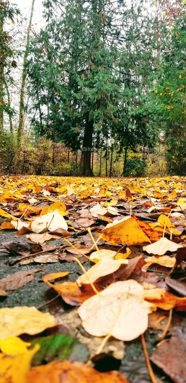 Falling leaves Bothell Washington