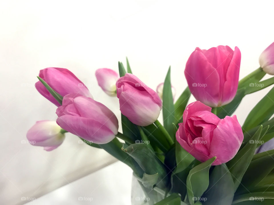 Pink tulips 