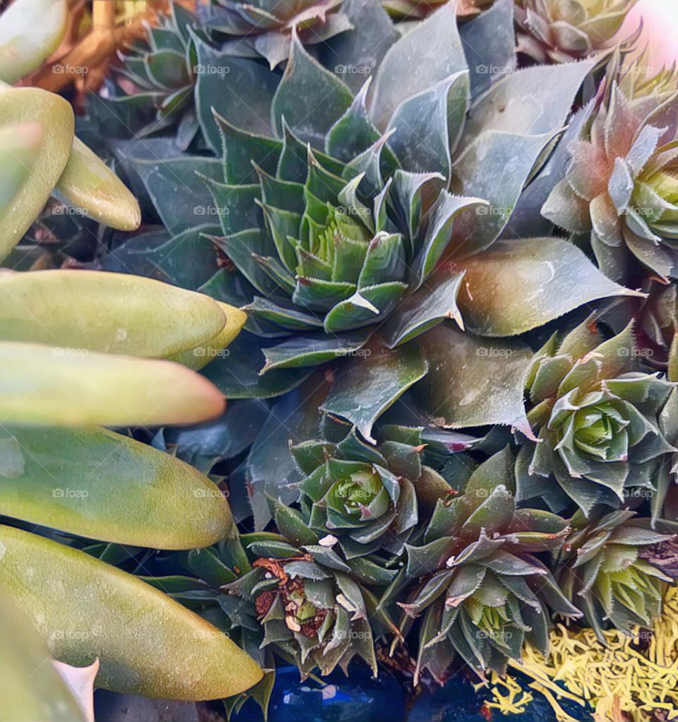 Close up succulents 