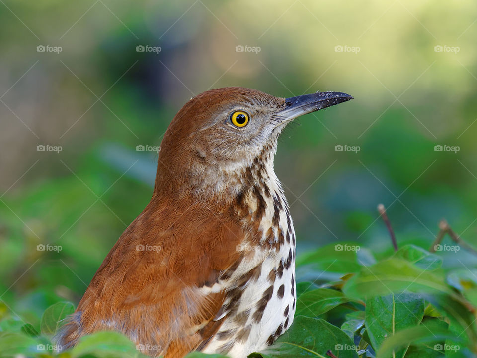 Portrait of a Brown Thrasher. Close-up profile view of the bird in a hedge in Florida