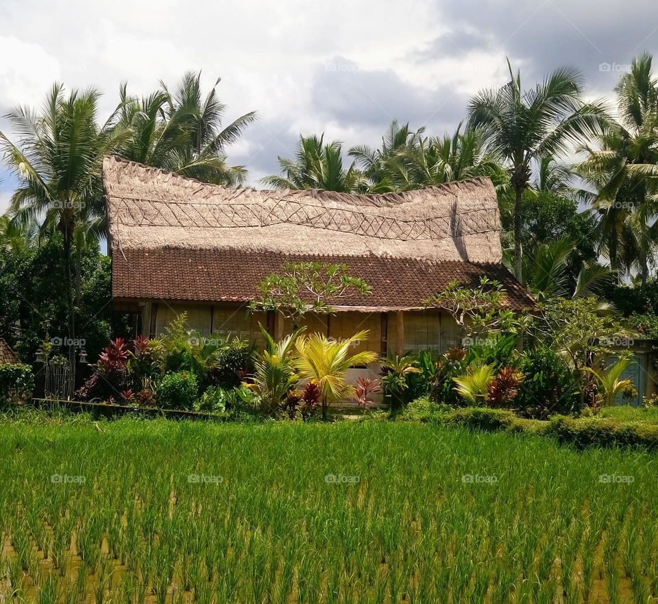 House in the rice fields 🛖 Tropical Style 🛖 Nature 🛖