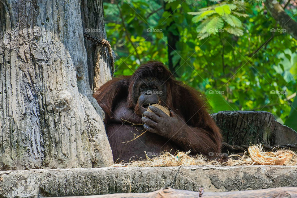 Orangutan