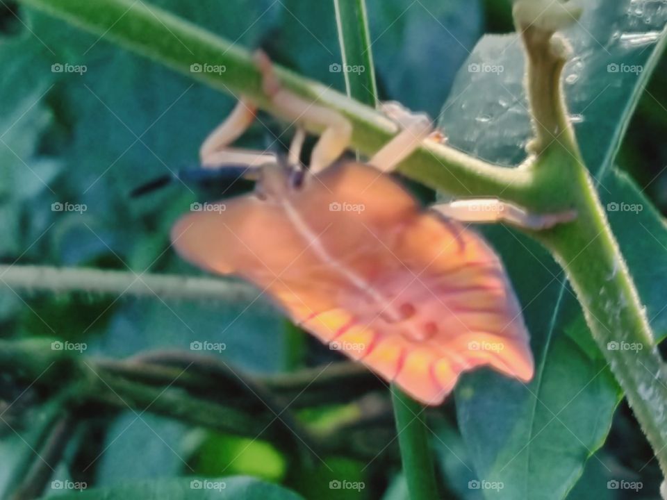 Insects that can fly and give off an odor