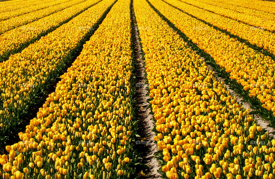 Flower field of yellow tulips
