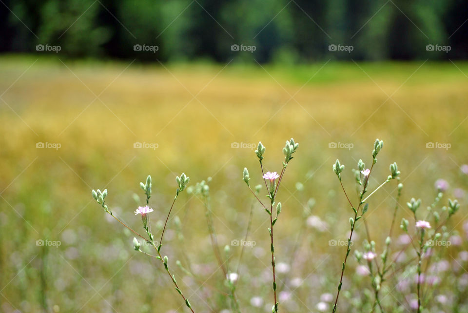 Macro shot, malaysian mums, lavender, flower, bud, close up, extreme