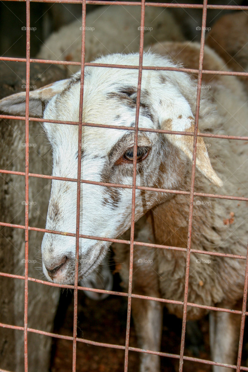 Caged sheep