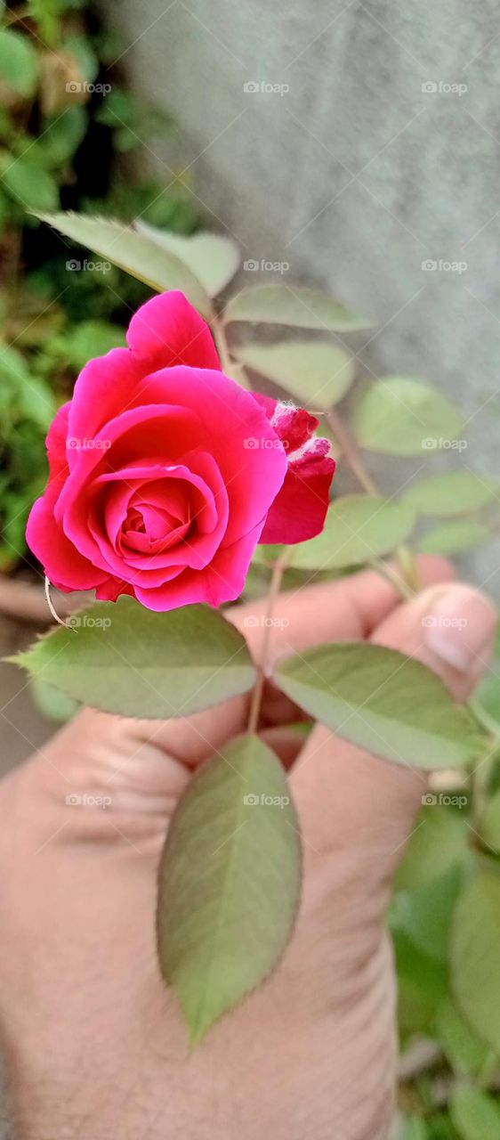 so pretty, beautiful and nice nice red rose so nice rose petal so red and beautiful flower.