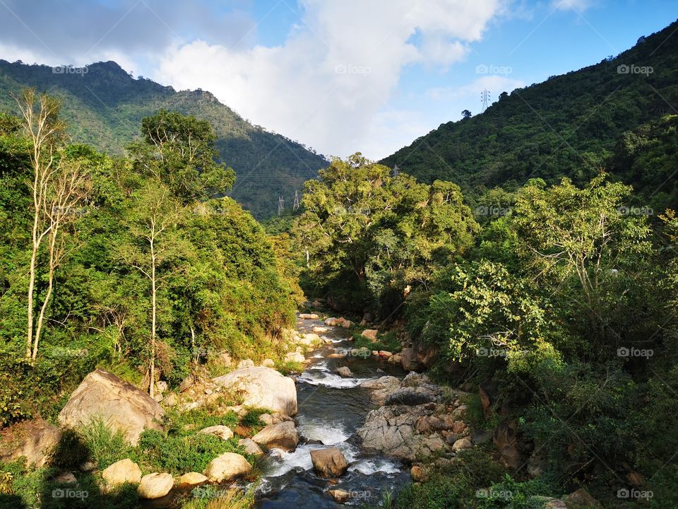 Beautiful stream flowing the forest