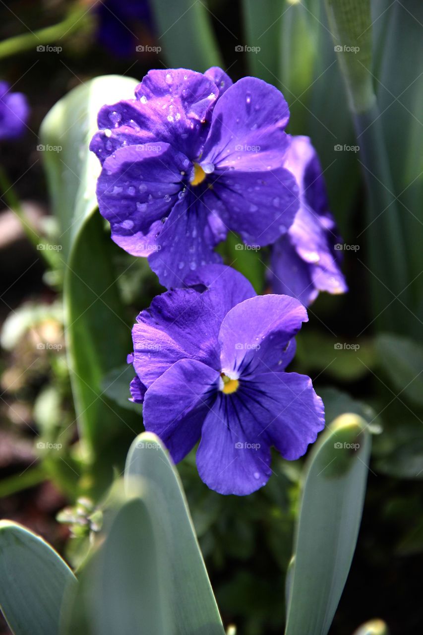 Viola 