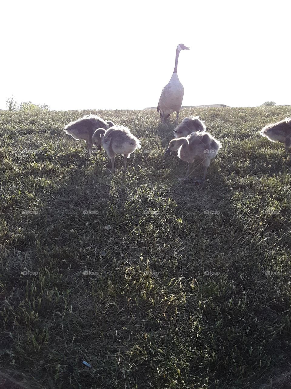 geese