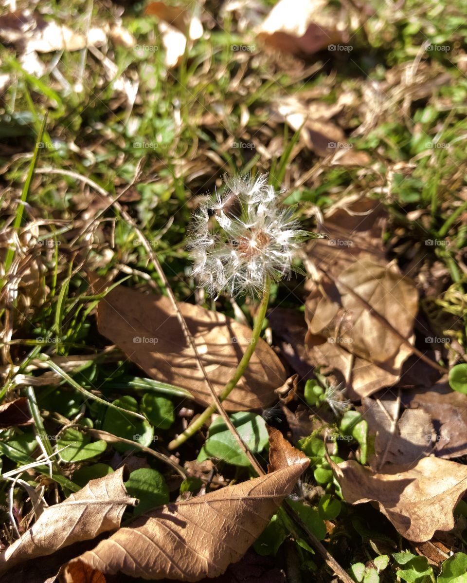 Dandelion blooming in autumn 