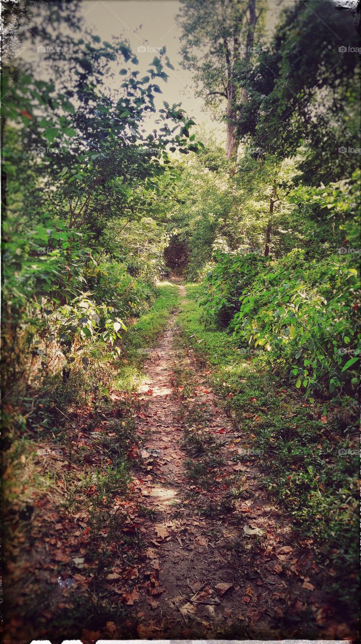 path through the woods