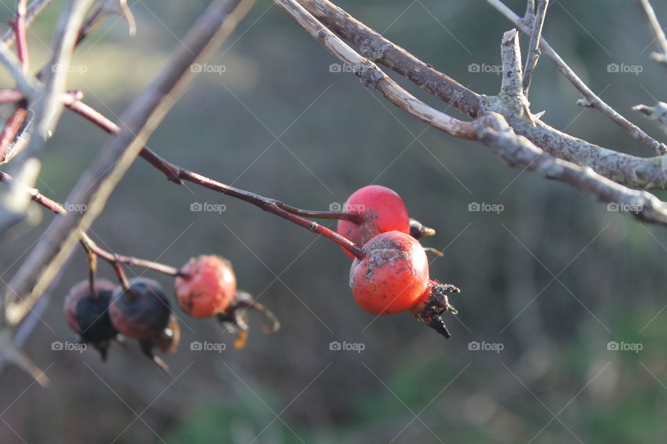 A closeup of some red rose-hips on a shrub. The bright fruit contrasting with the greys and browns of the nearly bare shrubs. 