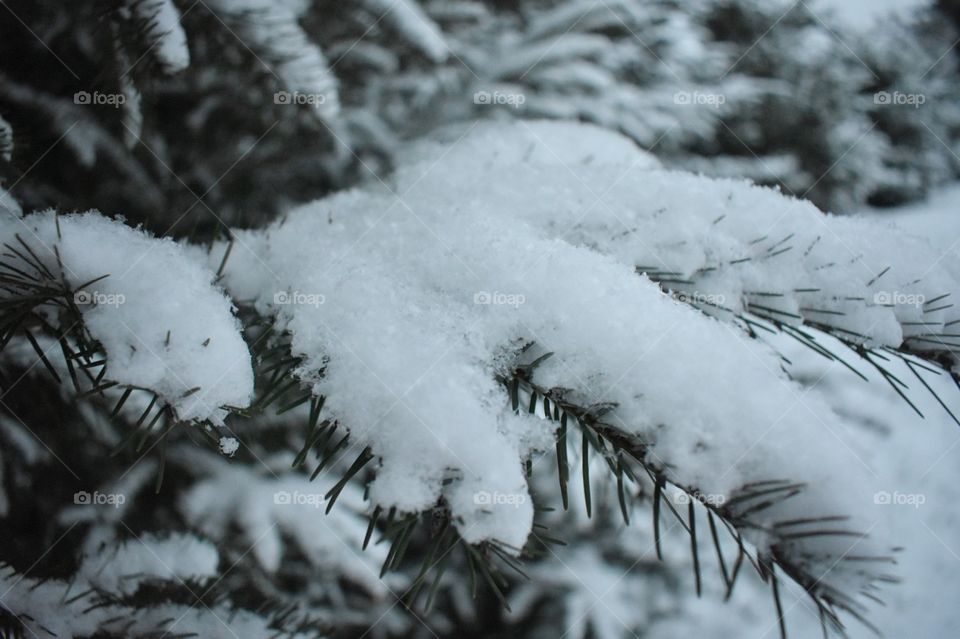 The snow falls without a sound. Caught in the wind and the trees embrace 