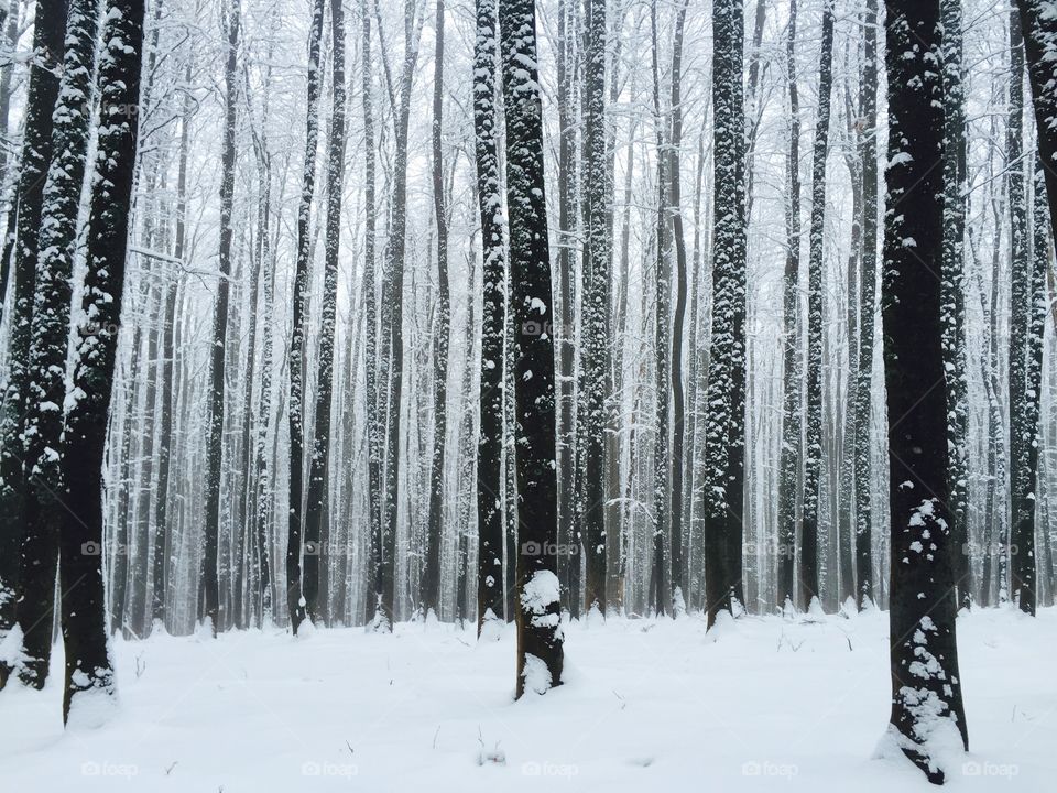 Magical forest in winter