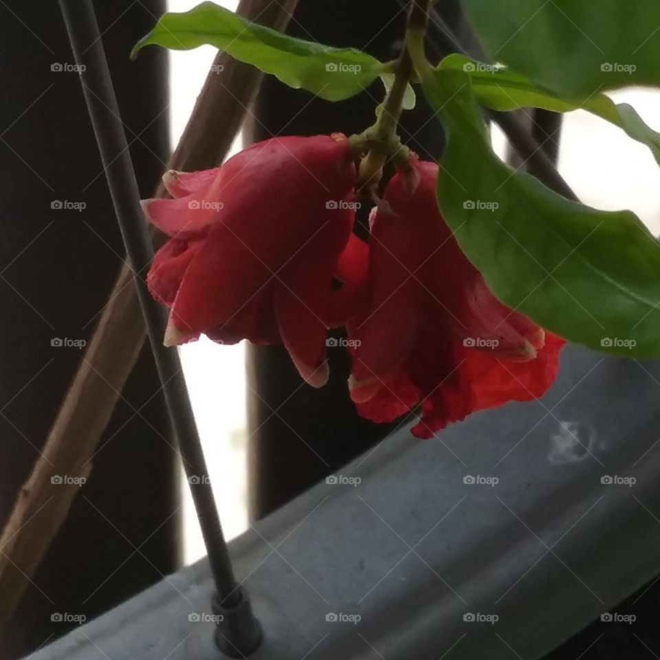 Red pomegranate flowers at my balcony.